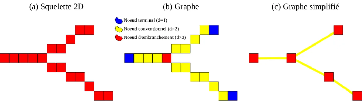 Figure 3.5 Représentation schématique de la transformation du squelette en graphe. (a) Squelette  issu de l'amincissement morphologique du masque binaire du VAN