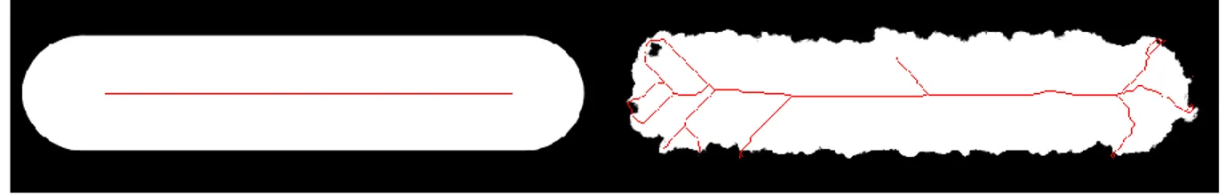 Figure  3.8  Effet  de  la  texture  de  la  paroi  vasculaire  sur  le  squelette.  Un  vaisseau  à  paroi  lisse  (gauche)  résulte  en  un  seul  segment  rectiligne,  alors  qu'un  vaisseau  à  paroi  bruitée  (droite)  possède un squelette avec plusie