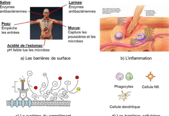 Figure 1 : Mécanismes de défense du système immunitaire inné : a) Les principales barrières  de surface et leurs modes d’action, b) mode d’action du phénomène d’inflammation, c) mode  d’action  des  protéines  du  complément,  d)  principaux  types  de  ce