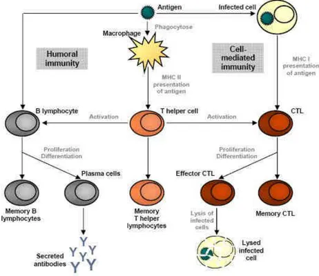 Figure 5 : Modèle simplifié de la mise en place de la mémoire immunitaire MHC – major  histocompatibility complex, CTL – cytotoxic T lymphocytes 