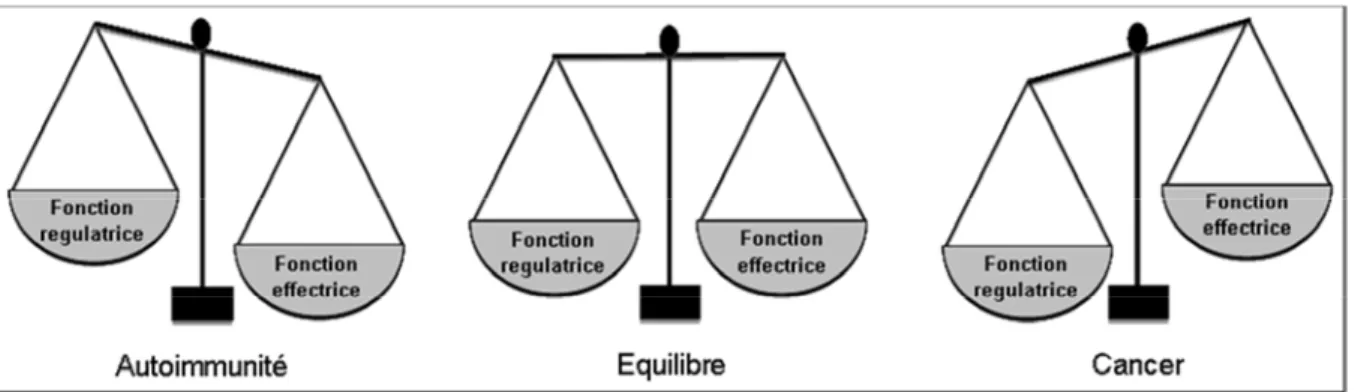 Figure 8 : Equilibre entre les fonctions effectrices et régulatrices du système immunitaire