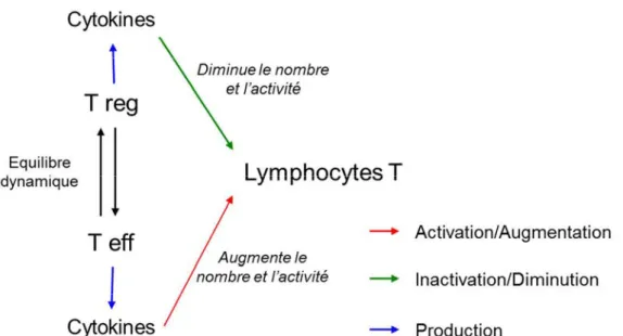 Figure  9 :  Schéma  simplifié  de  l’action  des  cellules  T  régulatrices  et  effectrices  sur  la  prolifération des lymphocytes T par l’intermédiaire de leurs cytokines spécifiques