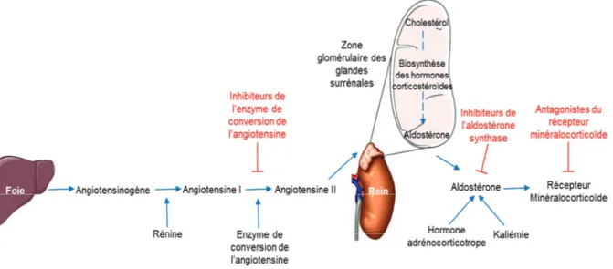Figure  5.  Système  rénine-angiotensine-aldostérone.  L’angiotensinogène,  synthétisé  au  niveau du foie, est clivé par la rénine pour donner l’angiotensine I