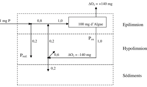 Figure  2.3 Schéma simplifié de la transformation d’un milligramme de phosphore dans un lac