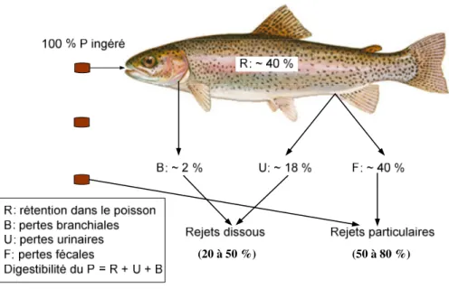 Figure  2.4 Partitionnement des rejets en phosphore chez la truite.   Adapté de Ouellet (1999)