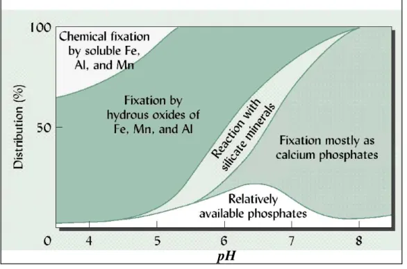 Figure  2.10 Influence du pH sur la fixation du phosphore. Source : http://www.ic.ucsc.edu 