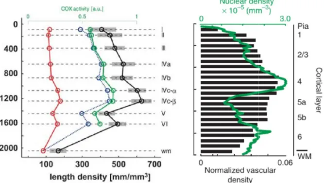 Figure  6).  In  agreement  with  the  general  pattern  observed  in  the  brain,  vascular  density is lower in the white matter than in the overlyin
