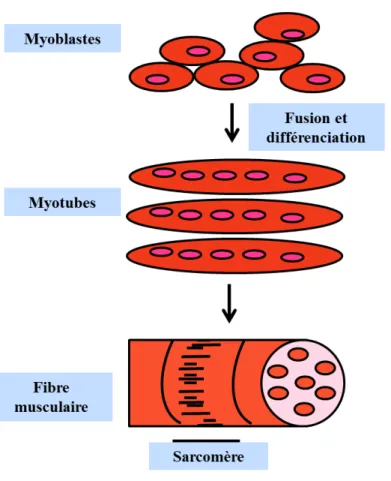 Figure  2: Structure de la fibre musculaire 
