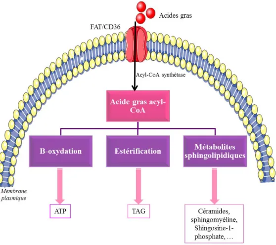 Figure  7: Métabolisme des acides gras  dans la cellule musculaire 