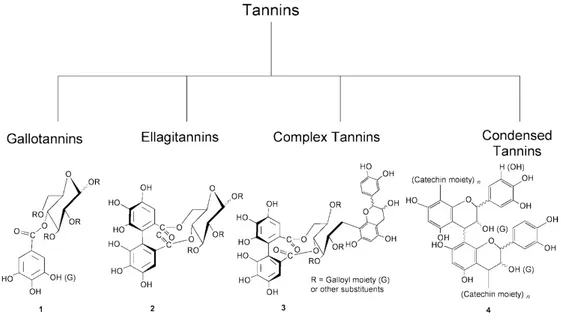 Figure 2.16 Catégorisation des tannins. Tirée de [56].