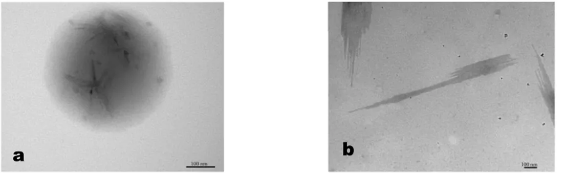 Figure 2.4 Influence de la quantité d’ions cuivre sur la conformation des ECNCs en solution : (a) Cu 2+  = 