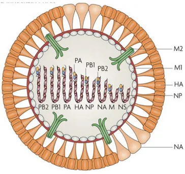 Figure 1.1 : Représentation schématique du virus d’influenza A [19] 