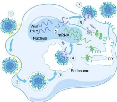 Figure 1.2 : Cycle infectieux du virus influenza [37]. 