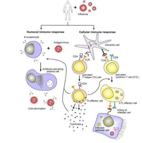 Figure 1.3 : Les réponses immunitaires humorale et cellulaire suite à une infection par le virus de la grippe [41]