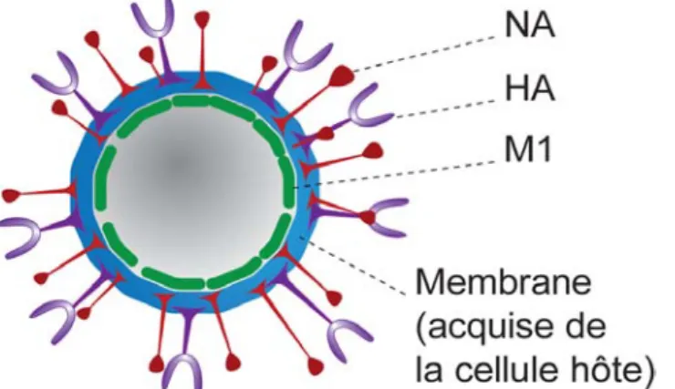 Figure 2.1 : Modèle d’une VLP d’influenza. 