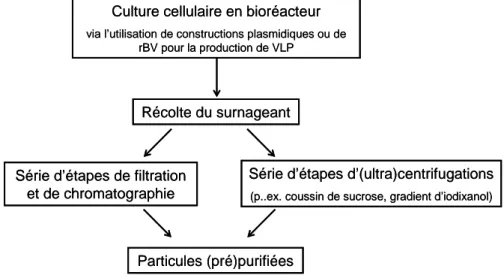 Figure 2.2 : Procédé général de production et de purification pour l’obtention de particules pseudo-virales  d’influenza