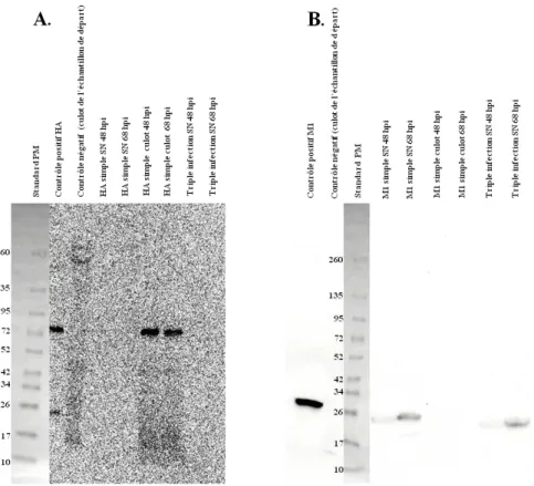 Figure 5.1 : Western-Blot des surnageants et culots cellulaires des productions en simple et triple infections pour HA  (A) et M 1  (B)