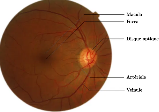 Figure 2.1 Structures anatomiques de la rétine. Crédit : MESSIDOR (Decencière, 2014)