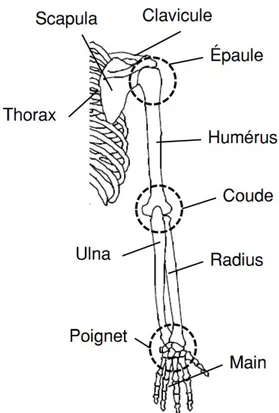 Figure 2.8 Structure osseuse du membre supérieur (Image adaptée de [86])
