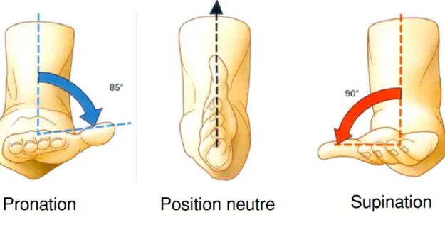 Figure 2.14 Mouvement de pronation/supination (Image adaptée de [114])
