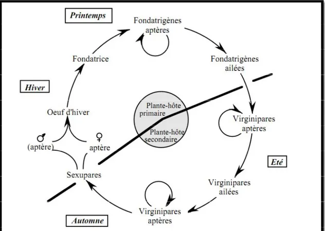 Figure 6 : Représentation schématique du cycle de vie des pucerons en régions tempérées