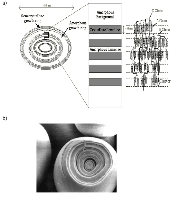 Figure  1.8  Schematic  (a)  and  photography  (b)  view  of  the  structure  of  a  starch  granule,  with  alternating amorphous and semi-crystalline zones constituting the growth rings 