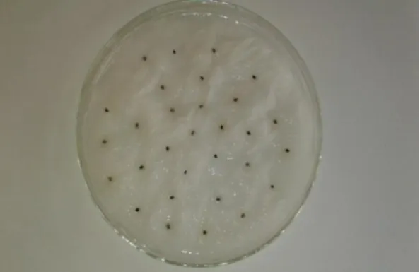 Figure  8. Semence à l’état sec 0.2 mm (a) et semence hydratée 0.3 mm(b) après 24 heures