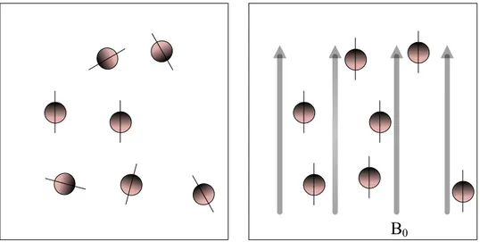 Figure  2-11:  Hydrogen  nuclei  are  randomly  aligned  (left).  In  a  strong  magnetic  field,  B0,  the  hydrogen nuclei precess around the direction of B0 (right)