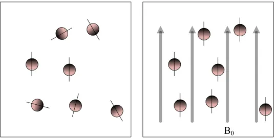 Figure  2-11:  Hydrogen  nuclei  are  randomly  aligned  (left).  In  a  strong  magnetic  field,  B0,  the  hydrogen nuclei precess around the direction of B0 (right)