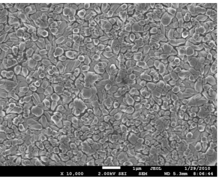 Fig. 12 SEM top view images of ZnO films from 5mM group electrodeposited at -1.0 Voltage 