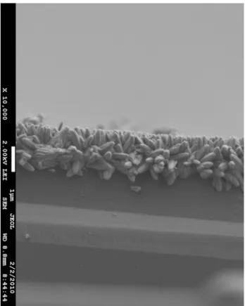 Fig. 14 SEM cross-sectional image of ZnO film from 5mM+40min, deposition voltage: -1.0V 