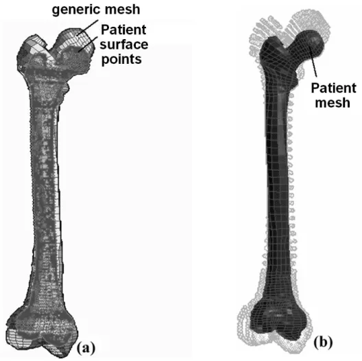 Figure 1: The Mesh-Matching algorithm applied to entire femora. (a) The external nodes of the generic 