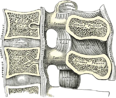 Figure 1-3 Intervetebral ligaments(Henry Gray F.R.S 1918) 