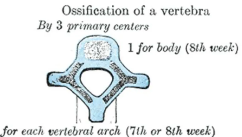 Figure 1-5 primary ossification centers of a vertebra (Henry Gray F.R.S 1918) 
