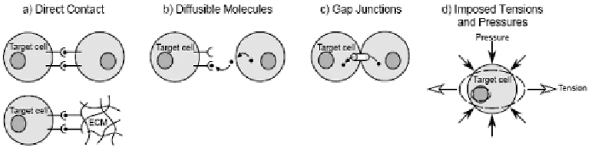 Figure 1-10 Four possible ways for inductive signal transmitting to target cells during  mechanotransduction(Henderson J.H