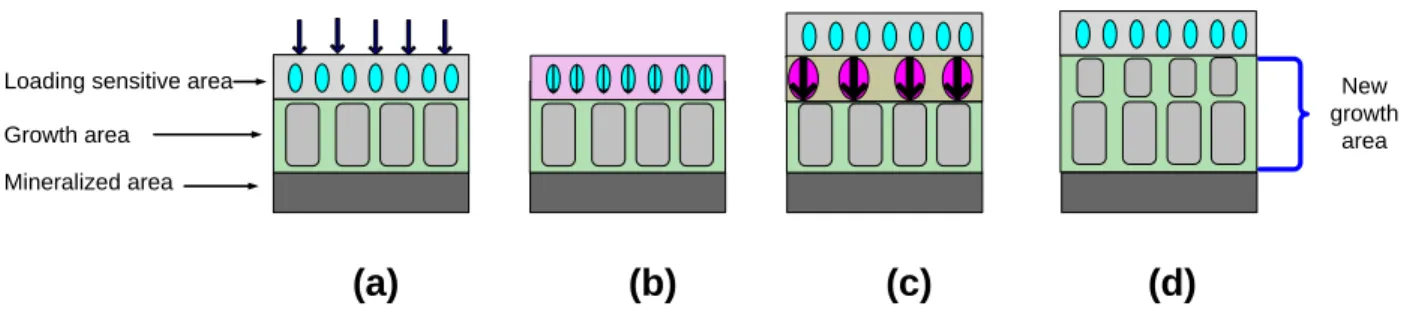 Figure 3-2 Conceptual model of the growth plate and bone growth process:  (a) loads were  applied on the growth plate; (b) the loading sensitive area recorded mechanical stimuli; (c)  biological and mechanobiological changes were triggered in the loading s