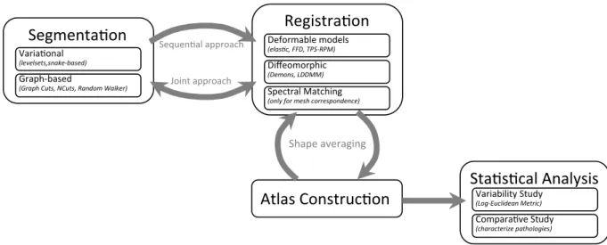 Figure 1.1: Fundamental elements necessary to construct an atlas. Segmentation, to extract regions of interest