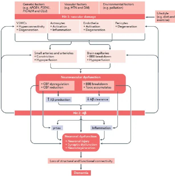 Figure 2-2 Neurovascular uncoupling in AD: two hit mechanism (Kisler et al., 2017a). 