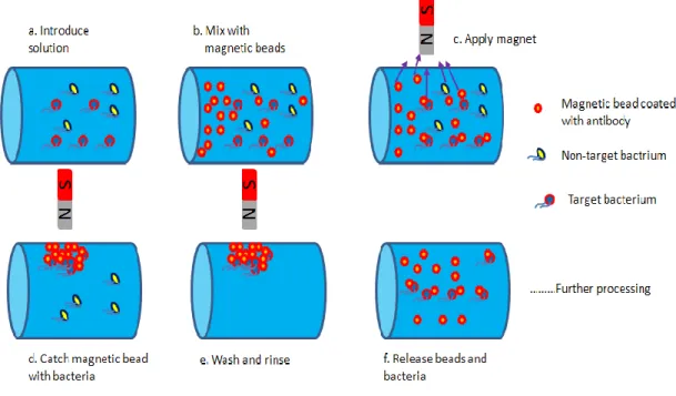 Fig 2.6: Schematic depiction of a typical magnetic separation procedure [56]  2.4 Electrochemical biosensors 