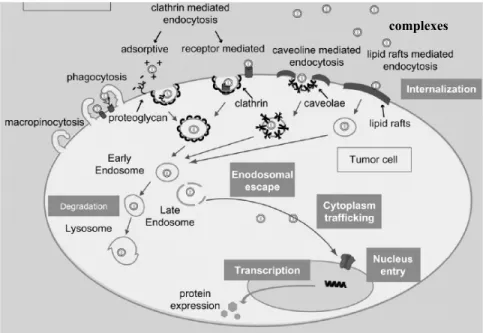 Figure 2.3. Schéma illustrant les différents barrières extracellulaires et intracellulaires que 