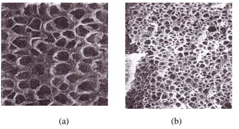 Fig.  ‎ 2.12. Scanning electron micrograph of styrenic foams a) polystyrene b) nucleated  polystyrene [Ramesh et al
