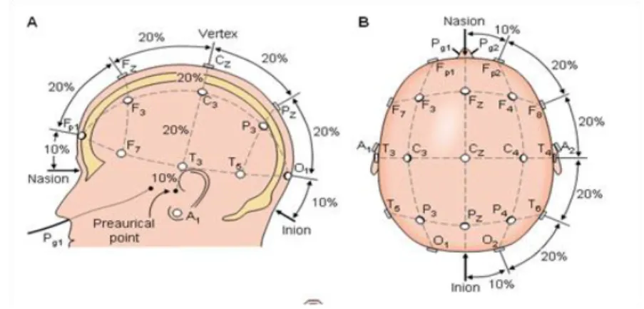 Figure 1-3 : Mesures du système International 10-20 %. Image tirée de (Malmivuo &amp; Plomsey  1995)