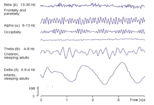 Figure 1-4 : Rythmes EEG normaux image adaptée de (Malmivuo &amp; Plomsey 1995). 