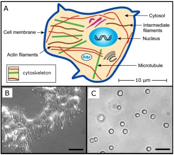 Figure 1.1  Structural features of mammalian cells. (A) Simplified model of a cell with 