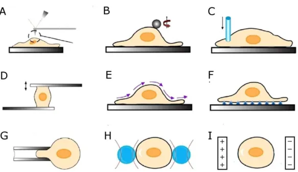 Figure  1.2    Methods  used  to  measure  mechanical  properties  of  cells.  (A)  atomic  force 