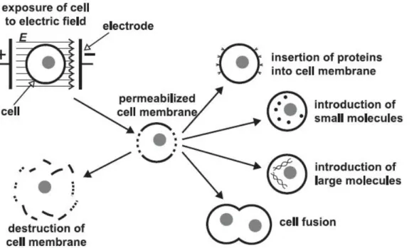 Figure  1.5    Several  effects  of  pulsed  electric  fields  applied  to  cells.  Increased 