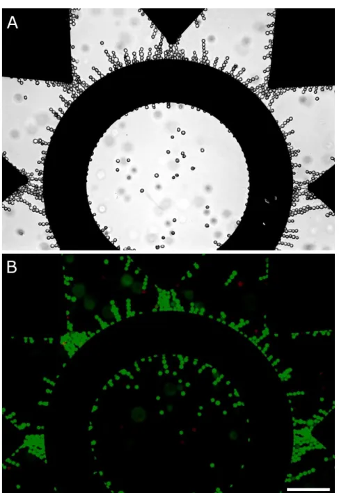 Figure 2.9  Cell-viability during DEP. (A) U937 monocytes trapped in the high-E regions by 