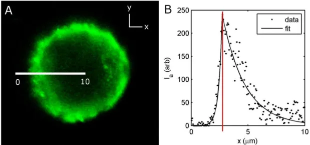 Figure 2.11  Fluorescence intensity of actin labeled with Alexa-488-phalloidin. (A) View of 