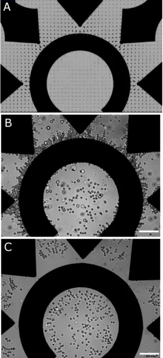 Figure 2.12  Positioning of U-937 monocytes by DEP. (A) The strength and direction of the 
