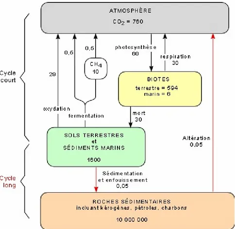 Figure 1 : Cycle du carbone organique. Valeurs en gigatonnes de carbone (Gt C ). Selon 